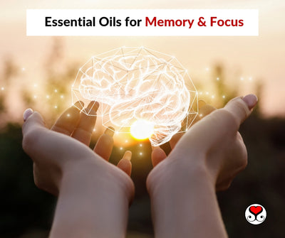 Essential Oils For Memory & Focus