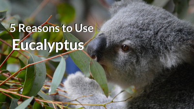5 Reasons to use Eucalyptus Essential Oil
